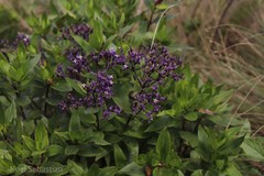 Hedyotis articularis subsp. santapaui